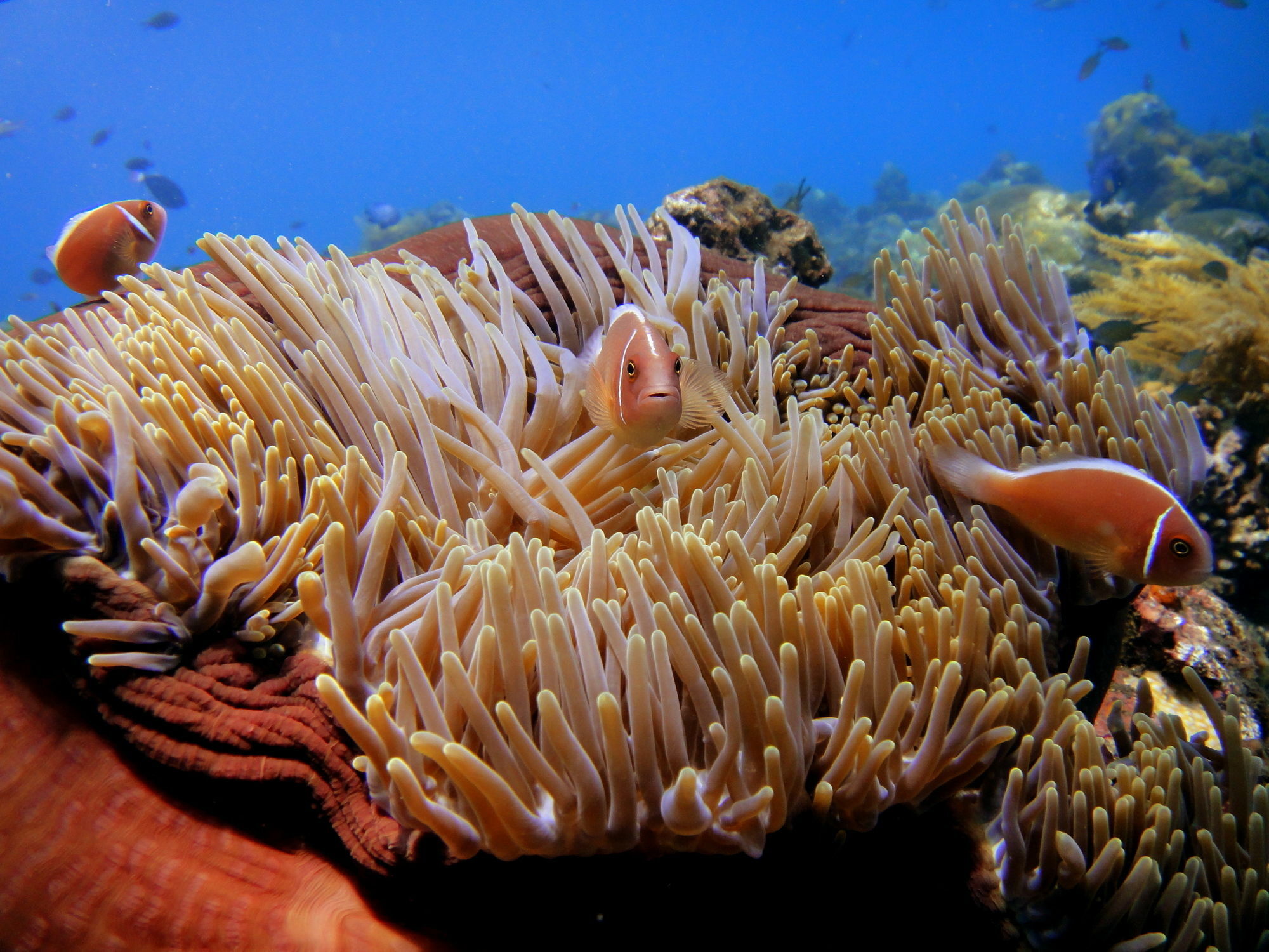 Arya Amed Beach Resort And Dive Center Екстер'єр фото